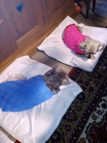 nouveau pull chiens 011.jpg