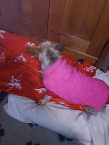 nouveau pull chiens 004.jpg