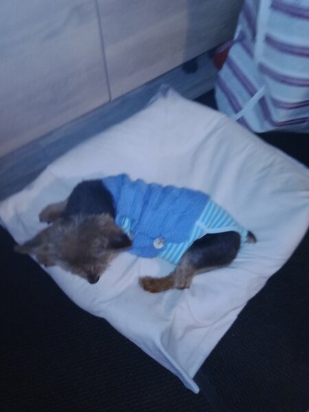 nouveau pull chiens 006.jpg
