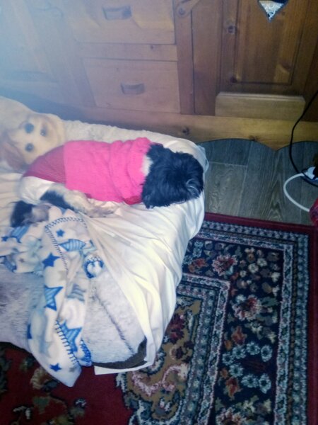 nouveau pull chiens 012.jpg