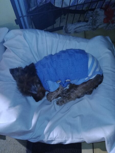 nouveau pull chiens 007.jpg