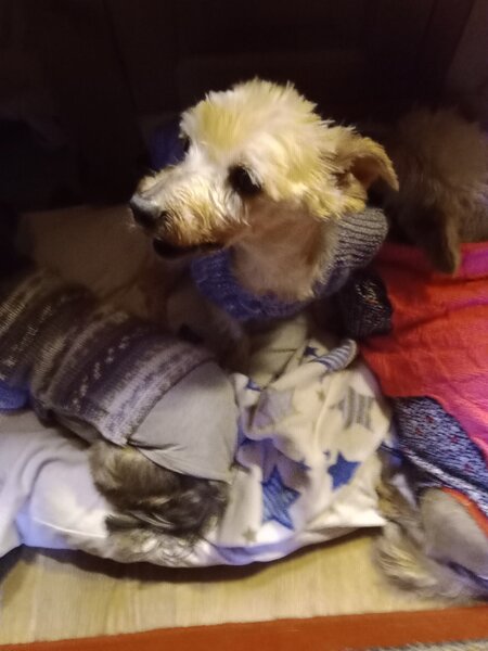 sunny ,lola filou 004.jpg