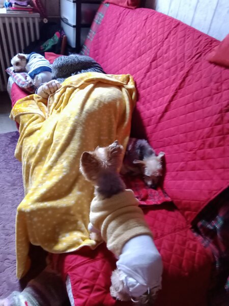 chiens sieste.jpg