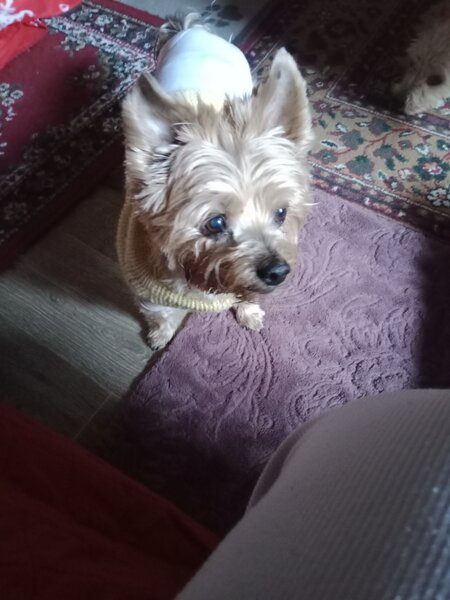lola.jpg