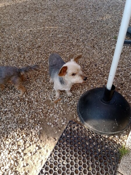 coupe d ' été chiens 005.jpg