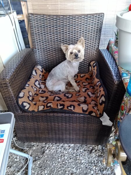 coupe d ' été chiens 007.jpg