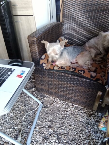 coupe d ' été chiens 008.jpg