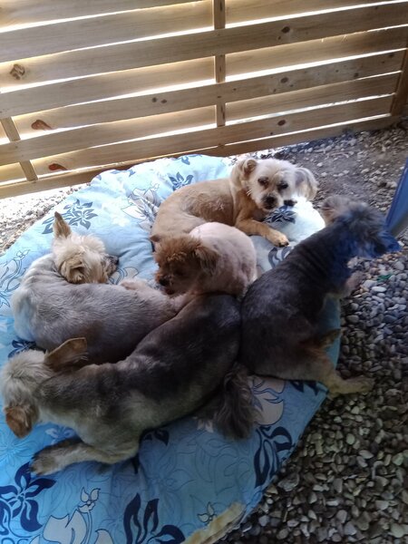 coupe d ' été chiens 009.jpg