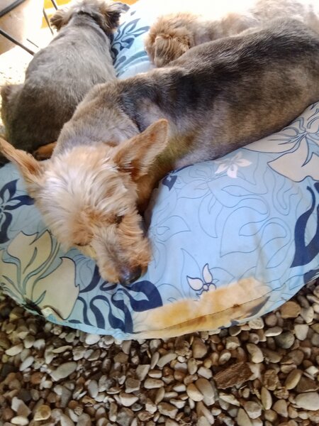 coupe d ' été chiens 010.jpg