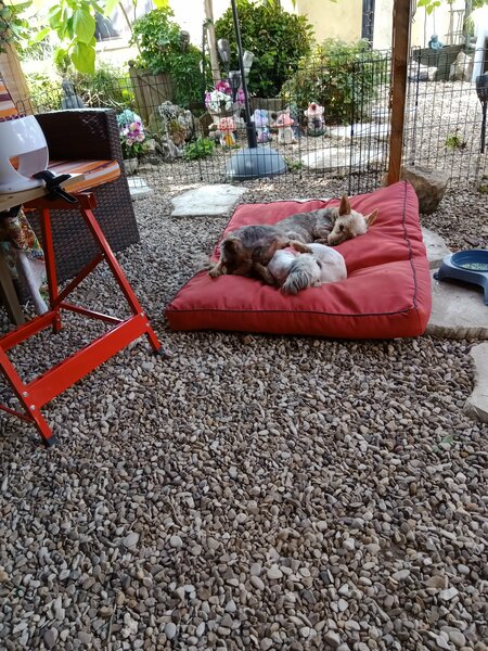 coupe d ' été chiens 013.jpg