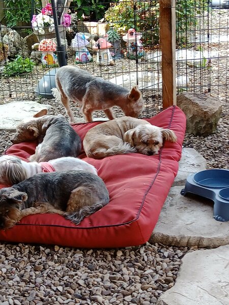 coupe d ' été chiens 014.jpg