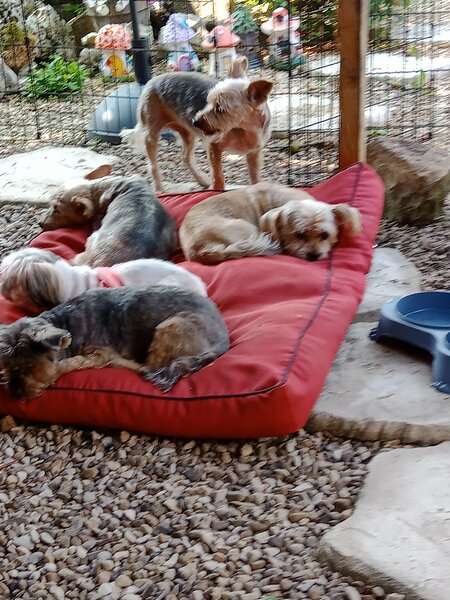 coupe d ' été chiens 015.jpg