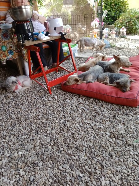 coupe d ' été chiens 017.jpg