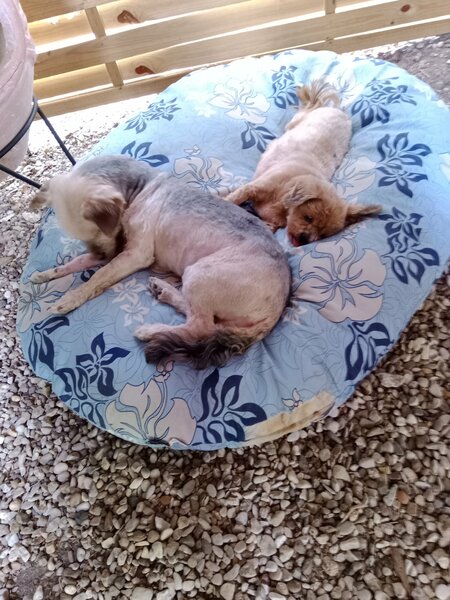 coupe d ' été chiens 018.jpg
