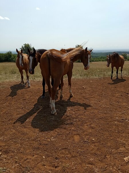 chevaux juillet 2023 006.jpg