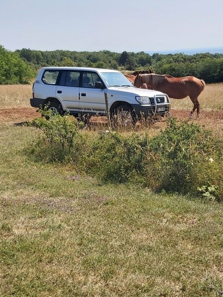 chevaux juillet 2023 008.jpg