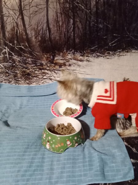 petit dejeuner Poupée 009.jpg