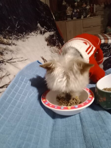 petit dejeuner Poupée 011.jpg