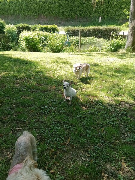 Les loulous au jardin 008.jpg