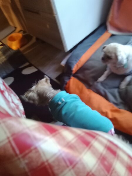 Lha-Mo et Sybelle 003.jpg