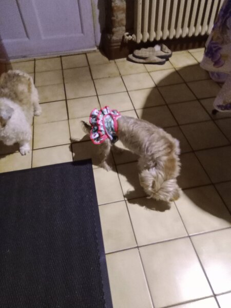 les princesses en petite culotte 009.jpg