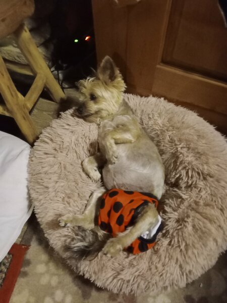 chiens et enfants 010.jpg