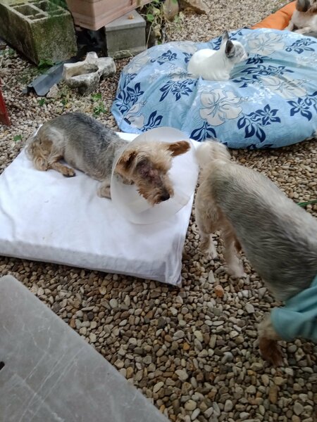 samedi 10aout 2024 les chiens 001.jpg
