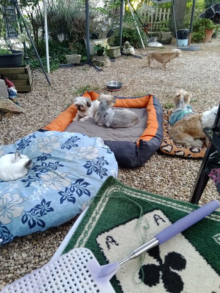 samedi 10aout 2024 les chiens 003.jpg