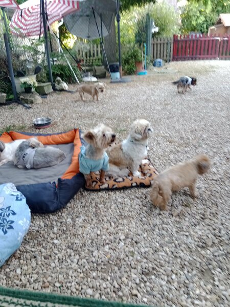 samedi 10aout 2024 les chiens 005.jpg