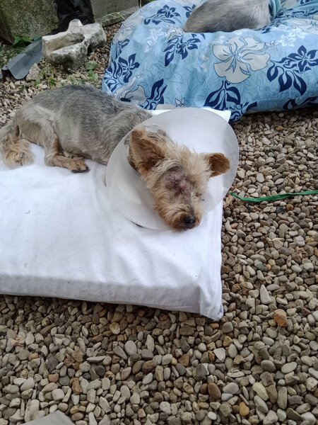 samedi 10aout 2024 les chiens 007.jpg