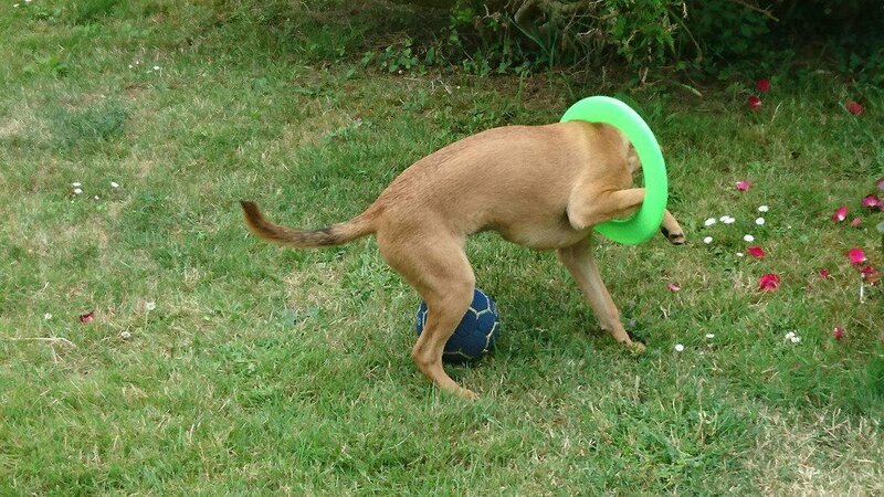 loulou cerceau 2.jpg