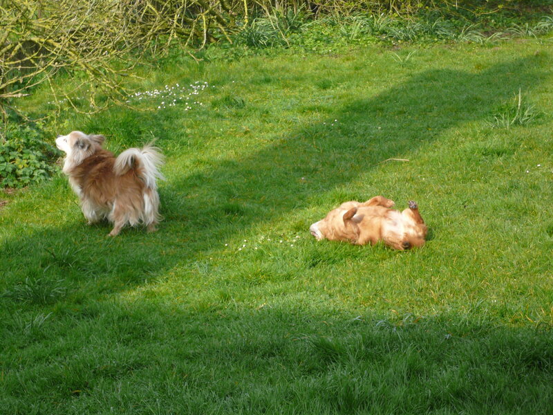 Première belle journée mars 26 007.JPG