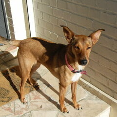 Charline